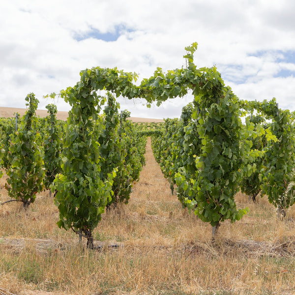 2021 Invenienda Shiraz (3-pack) - Two Hands Wines