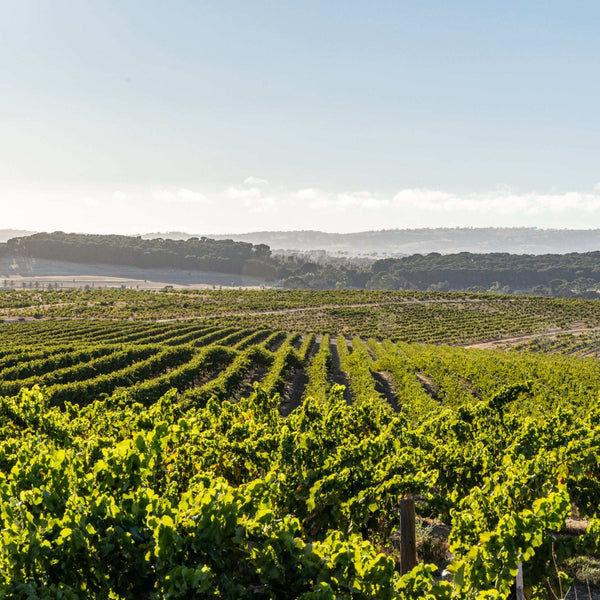 2022 Holy Grail Shiraz