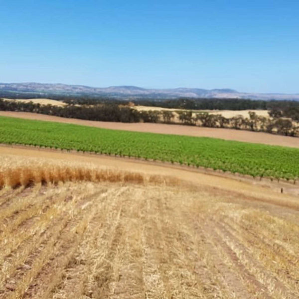 2022 Secret Block Shiraz