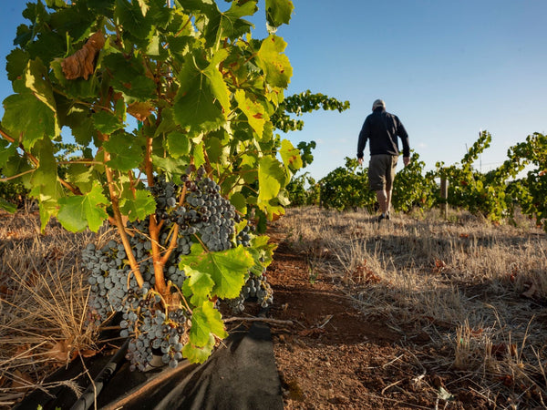 2020 Vintage Report - Two Hands Wines