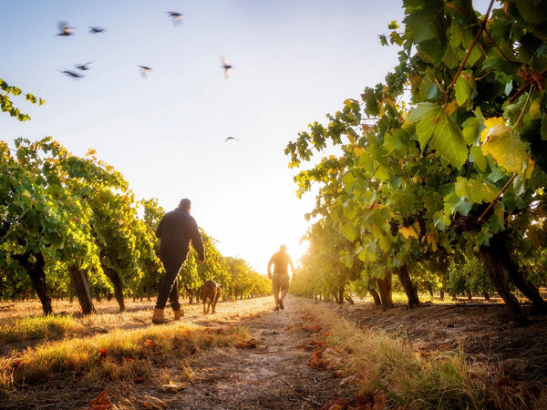 2021 Vintage Report - Two Hands Wines