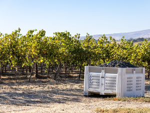 2023 Vintage Report - Two Hands Wines