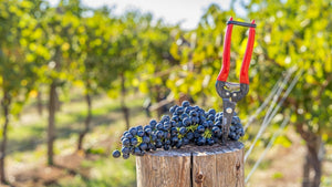 April Newsletter 2026 | Instinctively Curious - Two Hands Wines