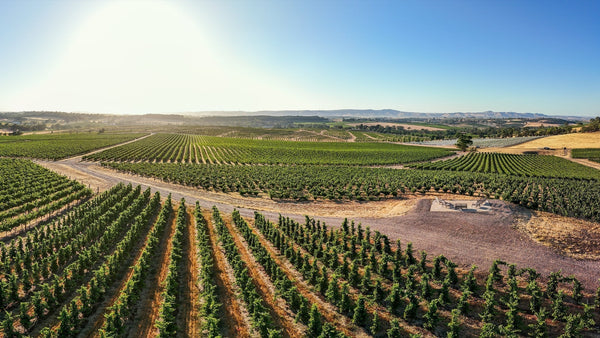 Aerial view of Holy Grail Vineyard during sunrise, with scenic views and rolling hills in the distance