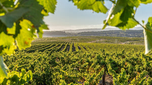 February Newsletter 2025 | Instinctively Curious - Two Hands Wines