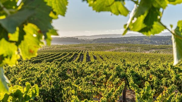 February Newsletter 2025 | Instinctively Curious - Two Hands Wines