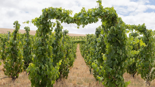 Invenienda 2026 Begins - The Clos Block Harvest - Two Hands Wines