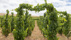 Invenienda 2026 Begins - The Clos Block Harvest - Two Hands Wines