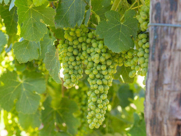 January News 2026 - Two Hands Wines