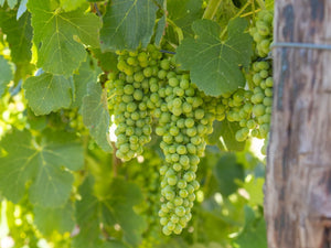 January News 2026 - Two Hands Wines