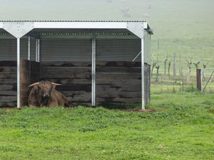 July News 2025 - Two Hands Wines