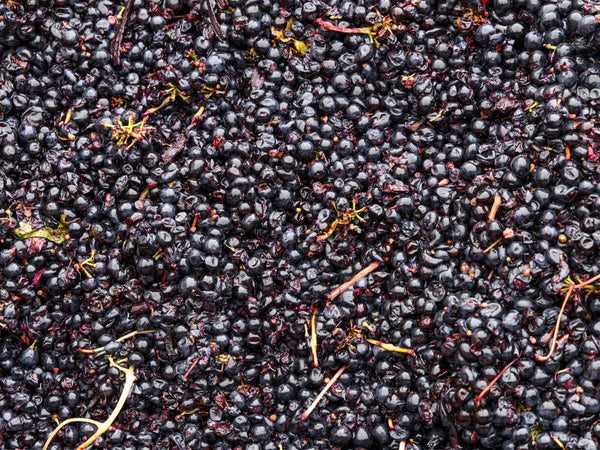 March Newsletter 2026 | Instinctively Curious - Two Hands Wines