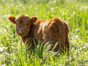 October News 2025 - Two Hands Wines