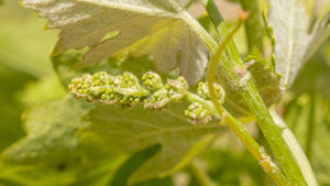 October Newsletter 2026 | Instinctively Curious - Two Hands Wines