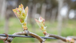 September News 2025 - Two Hands Wines