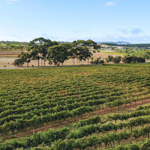 2022 Coach House Block Shiraz