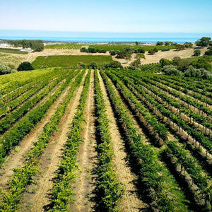 Aerial view of a vineyard with rows of green grapevines stretching towards the horizon.