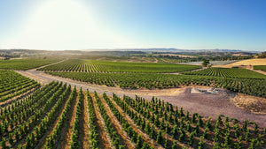 Aerial view of Holy Grail vineyard with rows of green grapevines under a clear blue sky.