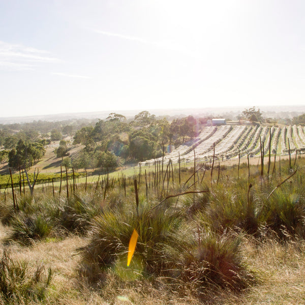 2021 Yacca Block Shiraz